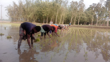নীলফামারীতে বৃষ্টির আশীর্বাদে আমন আবাদে ব্যস্ত কৃষকরা