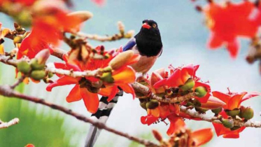দক্ষিণের বাতাসে বসন্তের বার্তা
