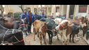 সোনাগাজীতে ১১টি চোরাইকৃত গরু উদ্ধার, গ্রেফতার ২