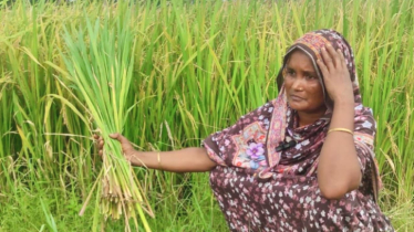 চাঁদপুরে হাইব্রিড ধানের ফলন বিপর্যয়, ক্ষতির মুখে কৃষক