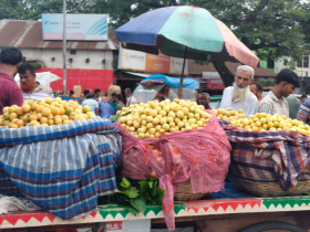 শিবপুরে লটকনের বাম্পার ফলন: ভালো দাম পাওয়ায় চাষিদের মুখে হাসি