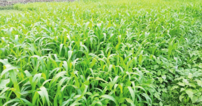 নেপিয়ার ঘাস চাষে সমৃদ্ধ হচ্ছে ধুনটের কৃষি অর্থনীতি