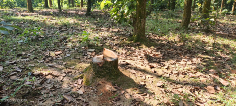 ঘাটাইল গজারি বাগানে রাতের আঁধারে গাছ কাটার উৎসব, নীরব বন বিভাগ