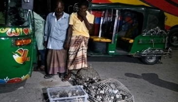 নোয়াখালীর কবিরহাটে দুই শতাধিক পাখিসহ আটক ২
