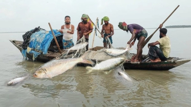 নিষেধাজ্ঞার ১৮ দিনেও মেঘনায় ইলিশ শিকার, আটক ১৩৮