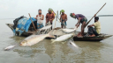 নিষেধাজ্ঞার ১৮ দিনেও মেঘনায় ইলিশ শিকার, আটক ১৩৮