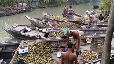 ফলন ভালো, দামে মন্দা: নেছারাবাদে আমড়া চাষিদের মাথায় হাত