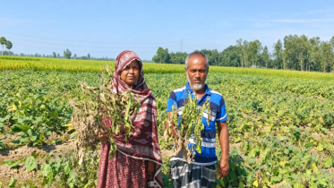 ৪২ শতক বেগুনখেতে বিষ প্রয়োগ, এক রাতেই নিঃস্ব ৩ কৃষক