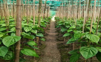 রায়পুরে পানের বাম্পার ফলন, দাম কমে তিন ভাগের এক ভাগ