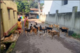 অভাবের সংসার, তবু ক্ষুধার্ত কুকুরের মুখে খাবার জোগান কাজল রেখা