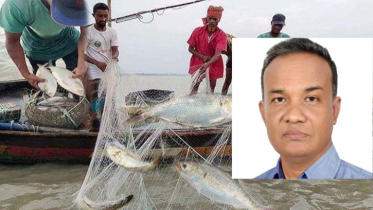 থামছে না মা ইলিশ ধরা; এখনই প্রয়োজন টেকসই পরিকল্পনা