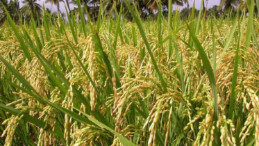 বকশীগঞ্জে লক্ষ্যমাত্রা ছাড়িয়ে আমন ধানের আবাদ, উৎপাদনের আশা ৪৮ হাজার টন