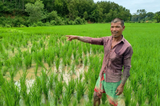নালিতাবাড়ীতে আমনখেতে বন্যহাতির হানা, ক্ষতিগ্রস্ত ৫ কৃষক