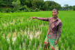 নালিতাবাড়ীতে আমনখেতে বন্যহাতির হানা, ক্ষতিগ্রস্ত ৫ কৃষক