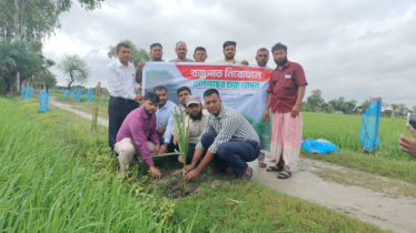 পুঠিয়ায় বজ্রপাত রোধে স্কয়ার ক্রপ কেয়ার ডিভিশনের উদ্দ্যোগে তাল গাছের চারা রোপণ