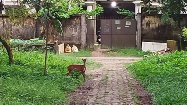 চবিতে ভোরের নীরব ক্যাম্পাসে মায়া হরিণের বিচরণ