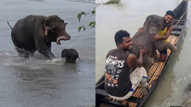 তিস্তার স্রোতে ভেসে যাওয়া হাতিশাবককে ফিরিয়ে দিলেন মৎস্যজীবীরা